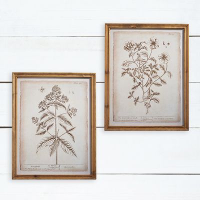 Framed Botanical Print Under Glass Set of 2