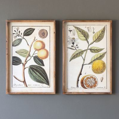 Framed Citrus Botanical Prints Set of 2