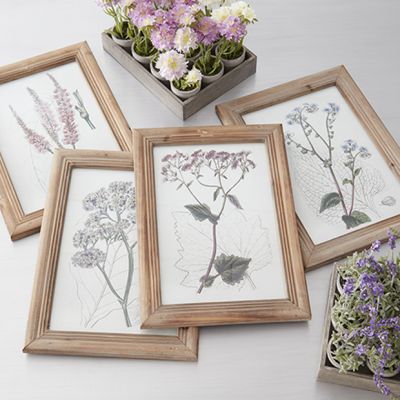 Framed English Garden Botanical Prints Set of 6