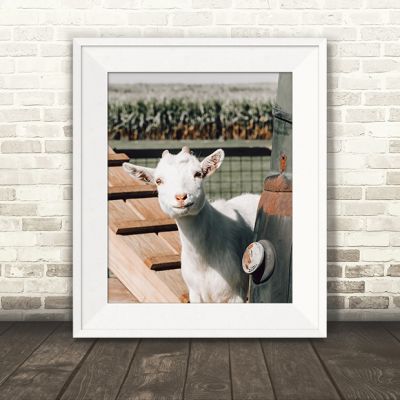 Goat Peeking Around Truck Print Wall Art