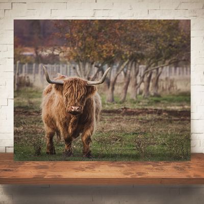 Highland Cow On The Farm Print Wall Art