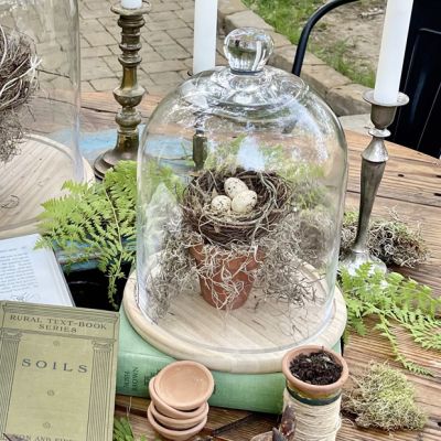 Medium Glass Dome Display With Wooden Base