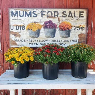 Mums For Sale Canvas Wall Art