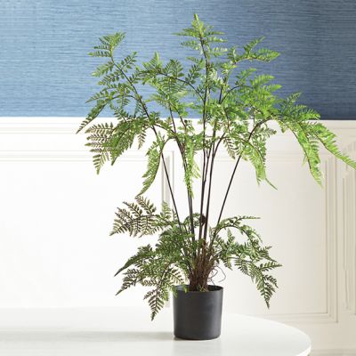 Potted Decorative Fern