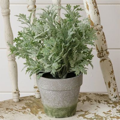 Potted Dusty Miller Plant