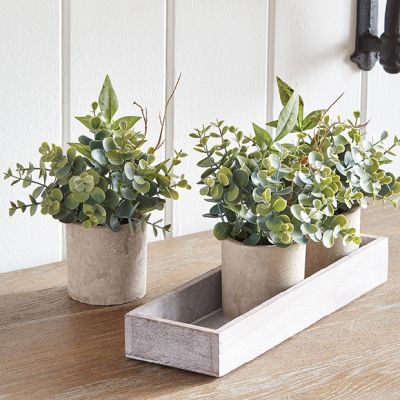 Potted Eucalyptus Trio In Wood Tray