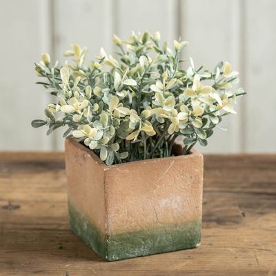 Potted Faux Baby Tear Plant