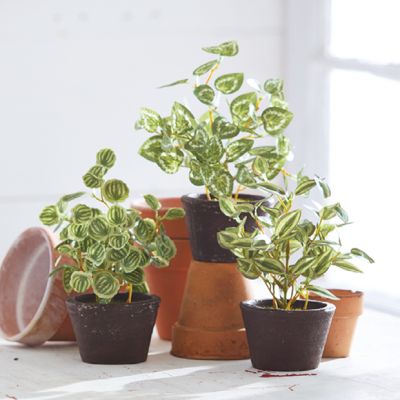 Potted Faux Ivy Plant Set of 3