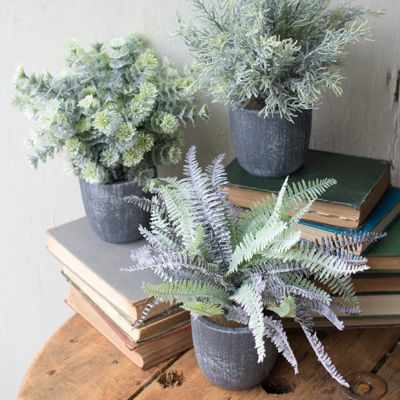 Potted Fern Succulents Set of 3