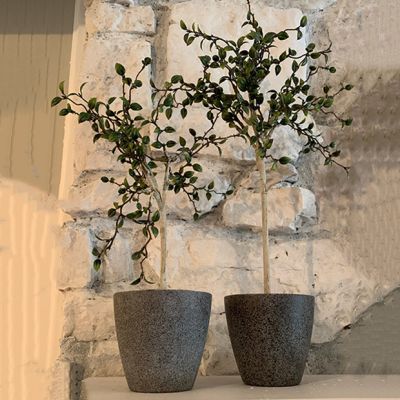 Potted Myrtle Topiary