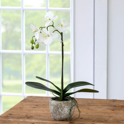 Potted Orchid Plant