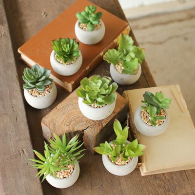 Potted Succulent Collection Set of 8