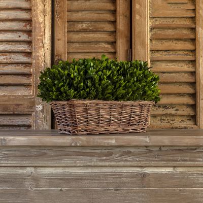 Preserved Boxwood In Willow Basket