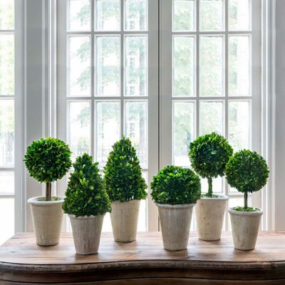 Preserved Boxwood Topiaries Set of 6