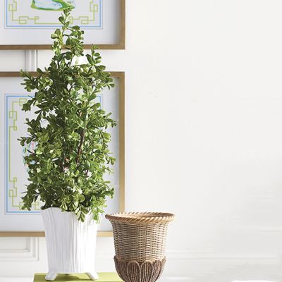 Simply Classic Potted Boxwood Topiary