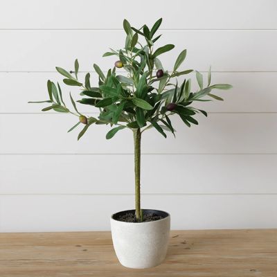 Simply Classic Potted Olive Tree