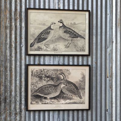 Vintage Inspired Framed Quail Prints Set of 2