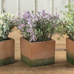 Potted Faux Baby Tears