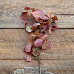 Smoke Bush Stem Set of 2