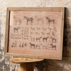 HUGE French Equine Anatomy Chart