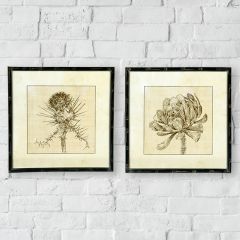 Framed Botanical Sketch Wall Decor Set of 2
