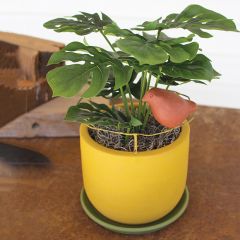 Bird Accented Planter Pot With Drain Plate