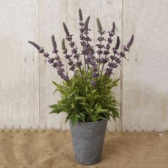 Potted Lavender Arrangement