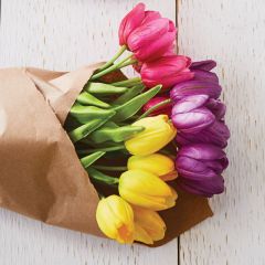 Tulip Bundle Set of 3