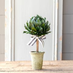 Lemon Leaf Ball Topiary