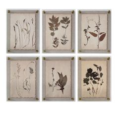 6 Piece Dried Botanical Print Wall Gallery Collection