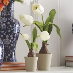 Potted Tulip Bulb