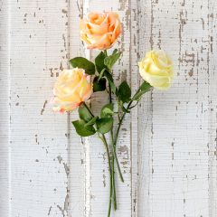 3 Stem Assorted Garden Rose Bundle