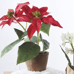 Decorative Potted Poinsettia