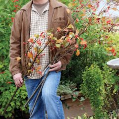 Decorative Laurel Berry Branch