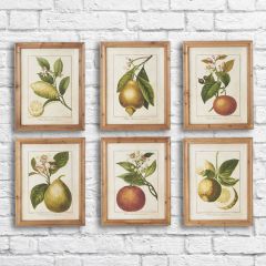 Framed Botanical Fruit Print Set of 6