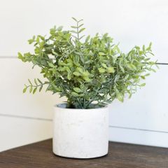 Potted Petite Leaf Bush