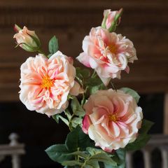 Garden Rose Bundle Peach