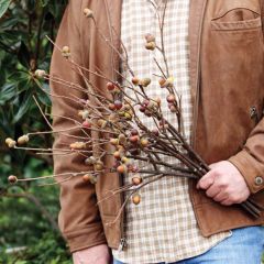 Acorn Branches Stem Set of 4