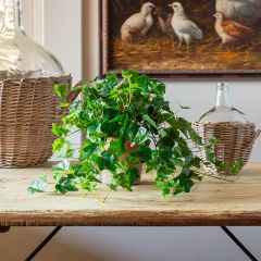 Artificial Potted Ivy 24 Inch