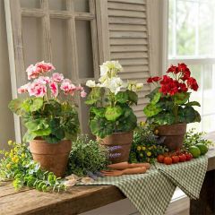 Assorted Faux Geraniums In Cement Pot Set of 3