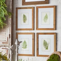 Assorted Framed Fern Wall Art Set of 4