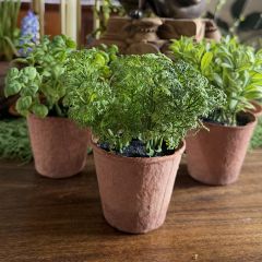 Assorted Potted Herbs Set of 3