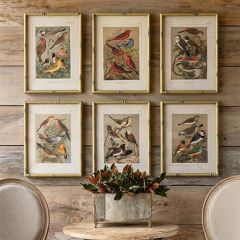 Bamboo Framed Song Bird Prints Set of 6