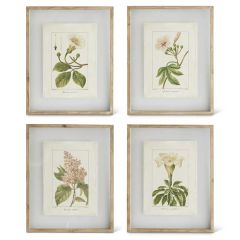 Botanical Print Shadow Box Set of 4