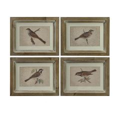 Bird Study Framed Print Collection Set of 4