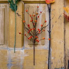 Bittersweet Berry Stem