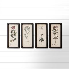 Black Framed Botanical Print Set of 4