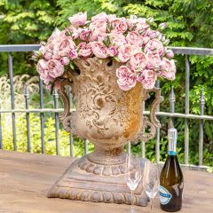 Blush Garden Rose Bundle