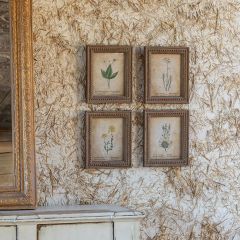 Botanical Framed Print Collection Set of 4