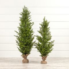 Burlap Wrapped Cedar Tree